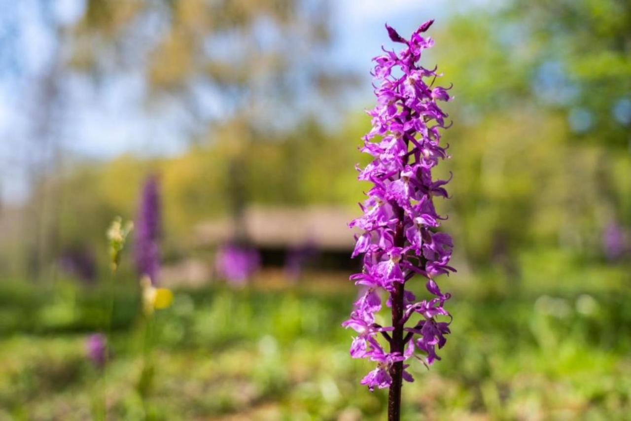 Villaggio Anemone - Chalet Anemone Capanne di Sillano Екстериор снимка